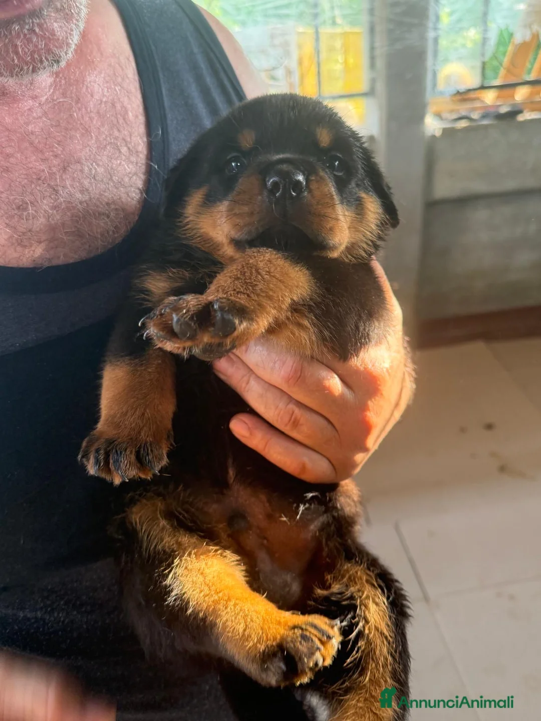 Rottweiler cani in vendita: Rottweiler cuccioli - Annuncio 1