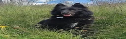 Pastore Belga cani in vendita: Cuccioli pastore belga Groenendael - Annuncio 3