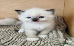 Ragdoll gatti in vendita: Cucciolo ragdoll seal bicolor e seal mitted a Provincia di Forlì-Cesena - Immagine 3