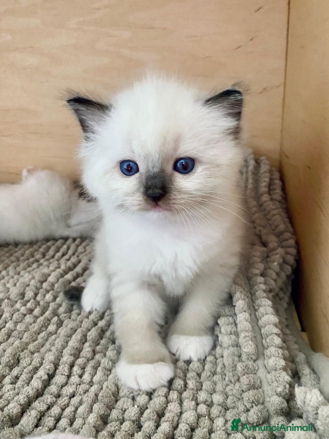 Ragdoll gatti in vendita: Cucciolo ragdoll seal bicolor e seal mitted a Provincia di Forlì-Cesena - Immagine 3
