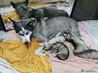 Husky cani Siberian husky - Annuncio 1