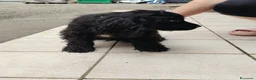 Meticcio cani in vendita: 🐶 CUCCIOLI DI COCKER SPANIEL IN VENDITA 🐶 - Annuncio 8