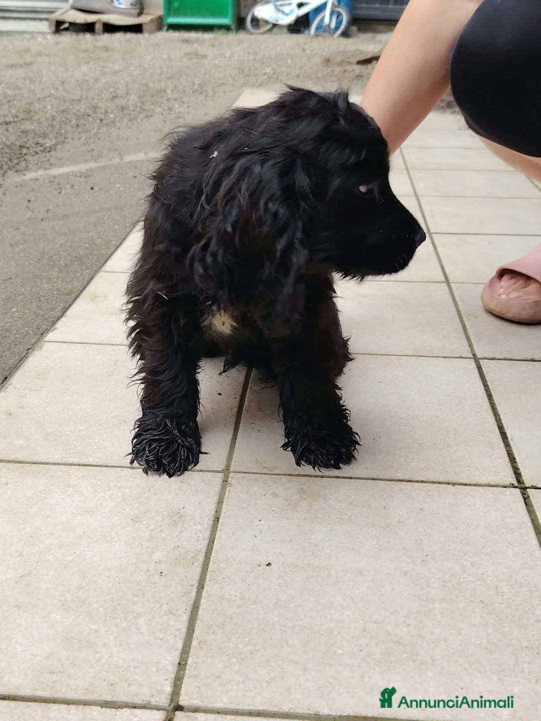 Meticcio cani in vendita: 🐶 CUCCIOLI DI COCKER SPANIEL IN VENDITA 🐶 - Annuncio 8