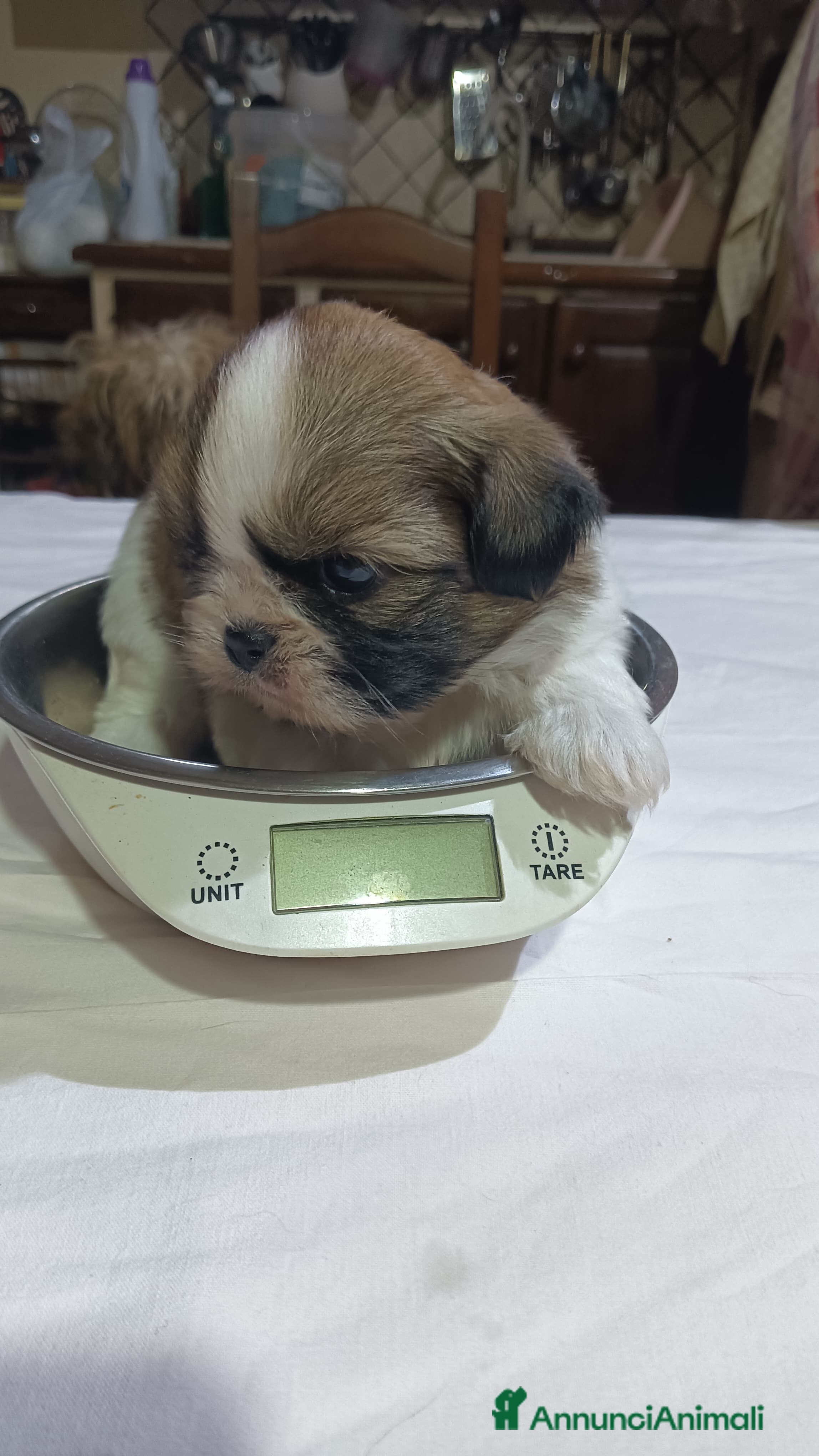 Shih Tzu cani Cuccioli di shitzu  - Annuncio 2