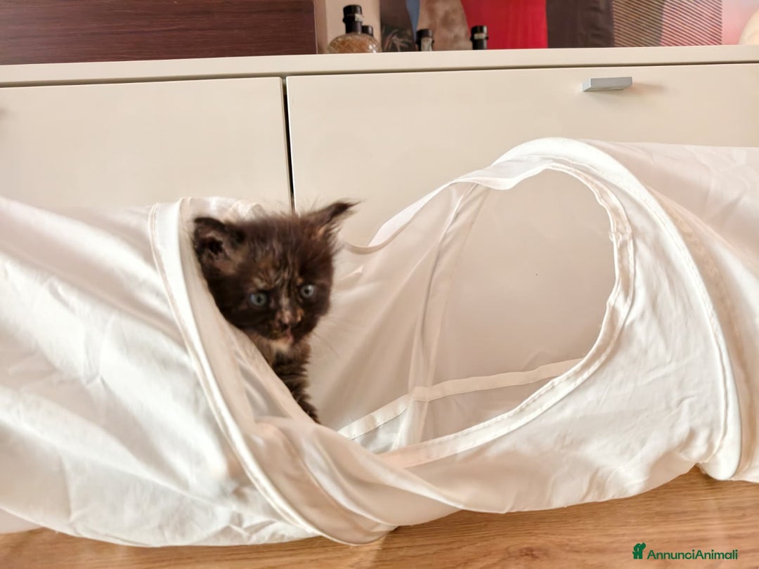 Maine Coon gatti in vendita: Nebula cucciola Maine coon  - Annuncio 5