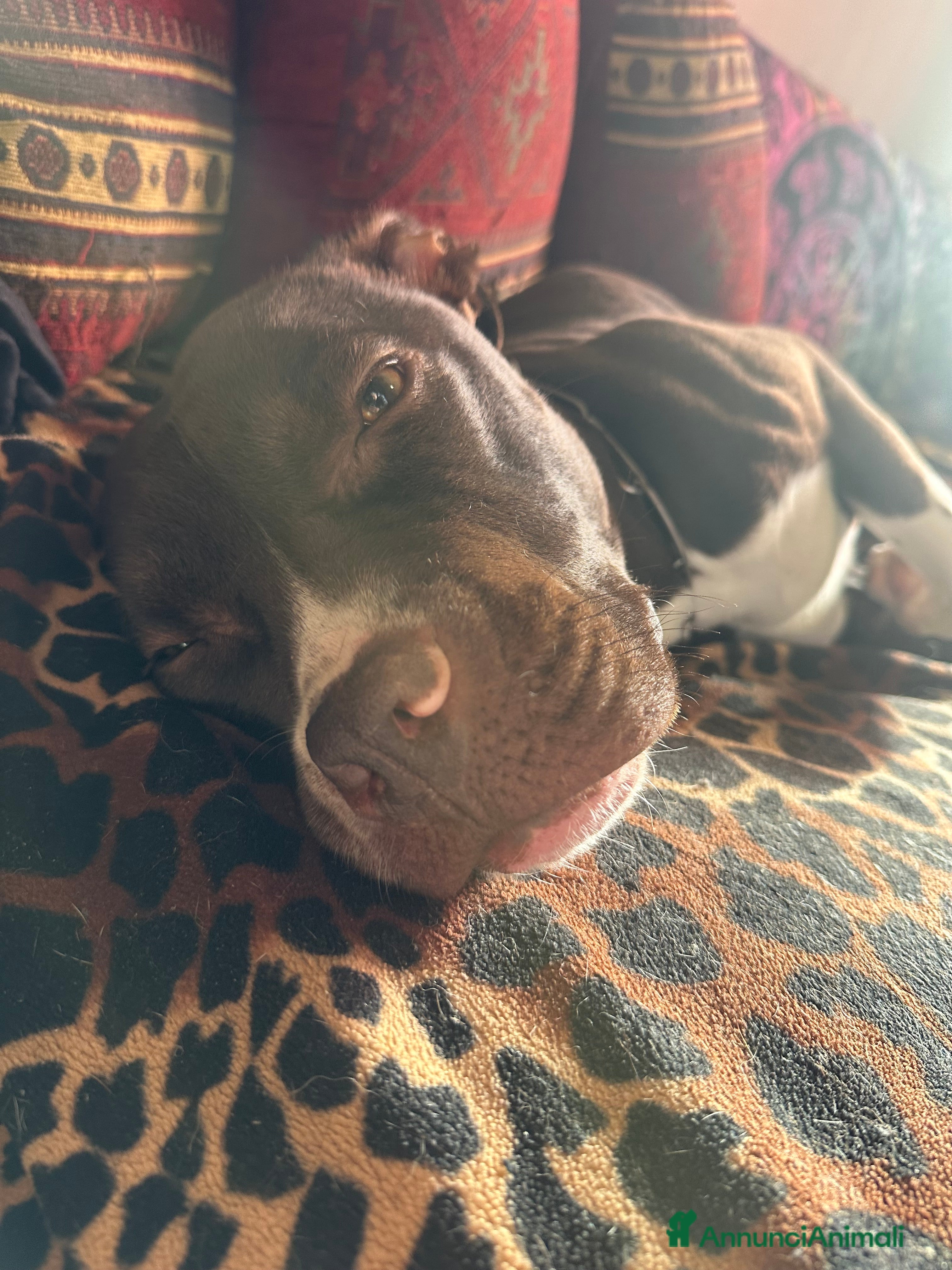 Pitbull cani Cucciola pitbull piccola - Annuncio 8