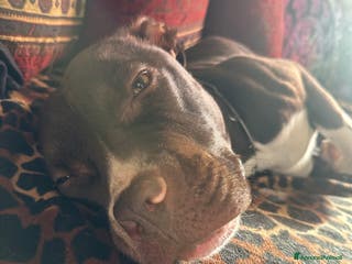 Pitbull cani Cucciola pitbull piccola - Annuncio 27