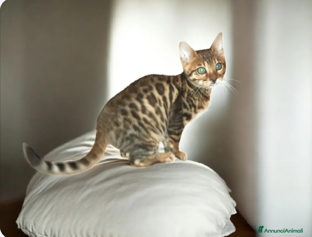 Bengala gatti in vendita: Bellissimi gattini del Bengala  - Annuncio 14