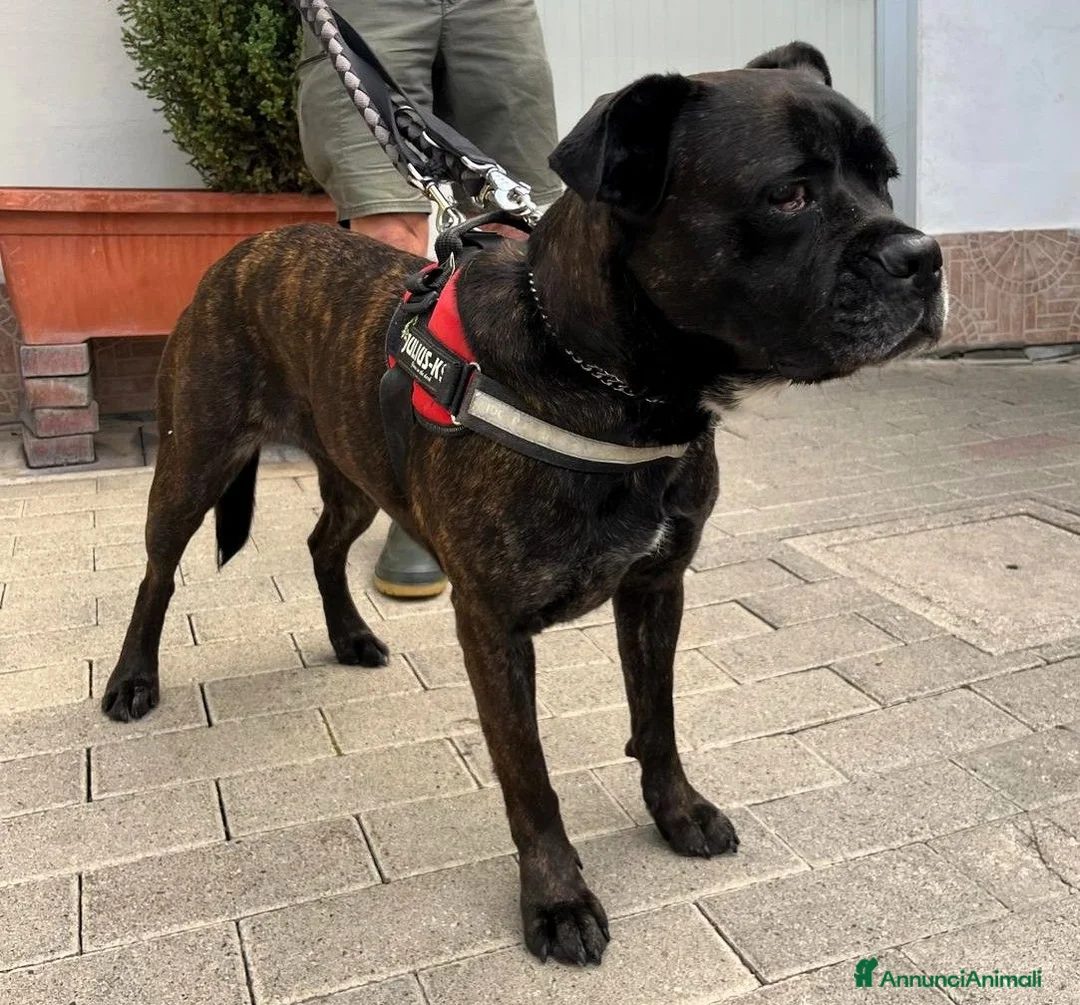 Meticcio cani in regalo: CHERRY BOXER - Annuncio 17