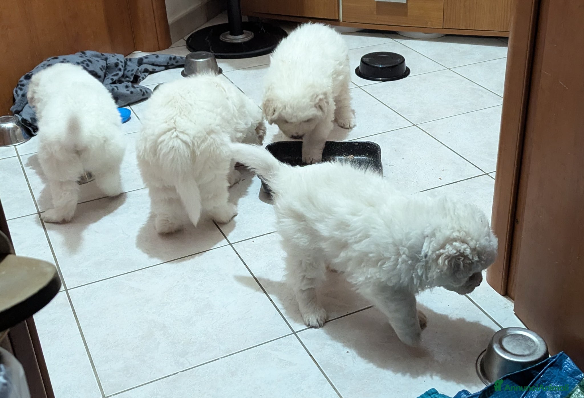 Pastore Maremmano cani cuccioli maremmani - Annuncio 13