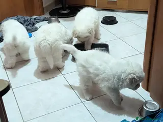 Pastore Maremmano cani cuccioli maremmani - Annuncio 13