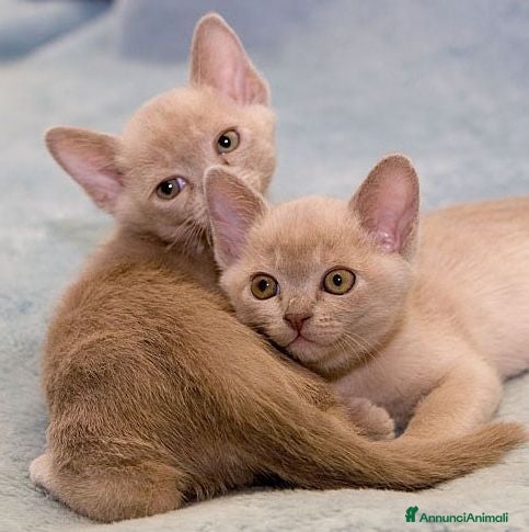 Burmese gatti Gattini burmesi color cioccolato e lilla - Annuncio 1