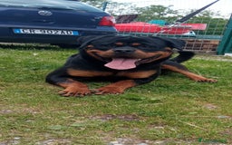 Rottweiler cani per accoppiamento: Rottweiler per monta - Annuncio 3