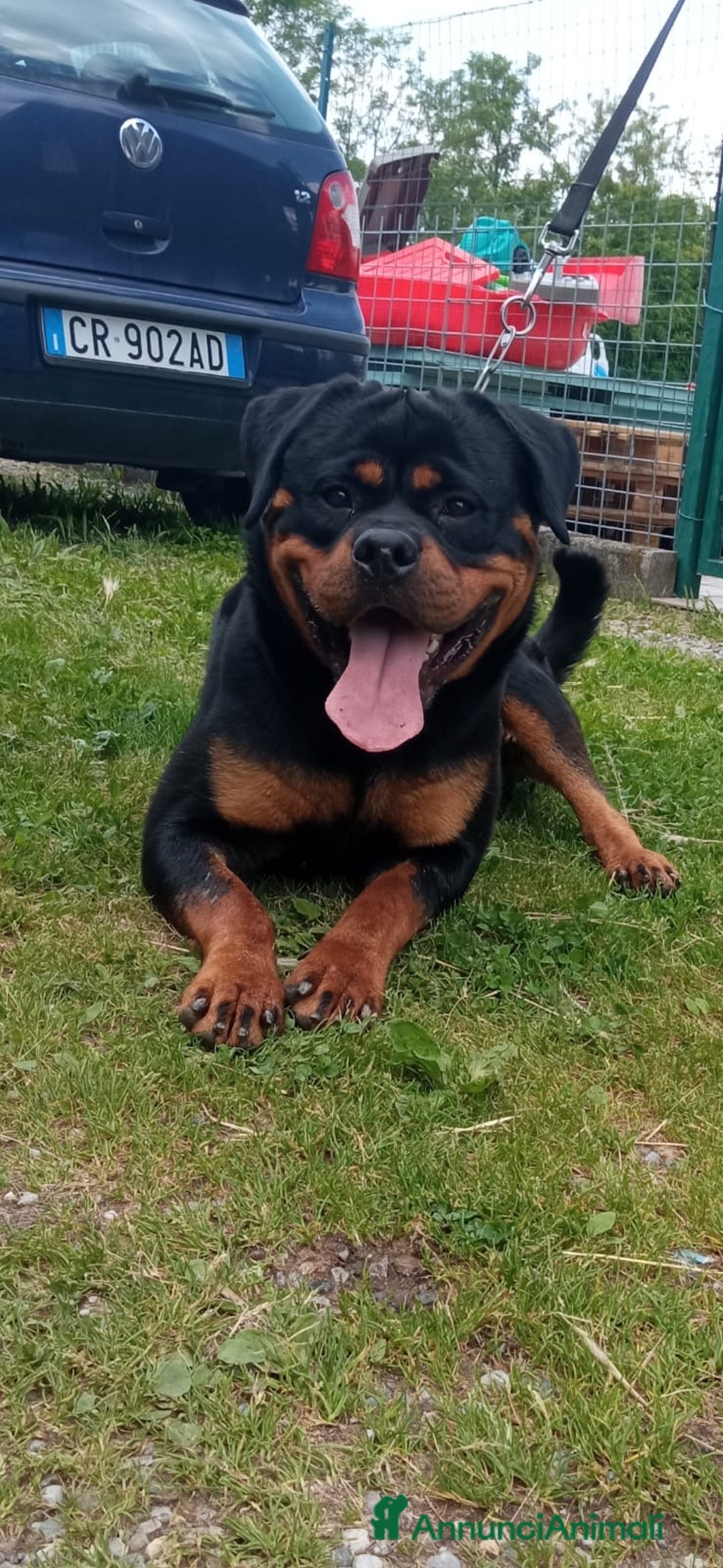 Rottweiler cani per accoppiamento: Rottweiler per monta - Annuncio 3