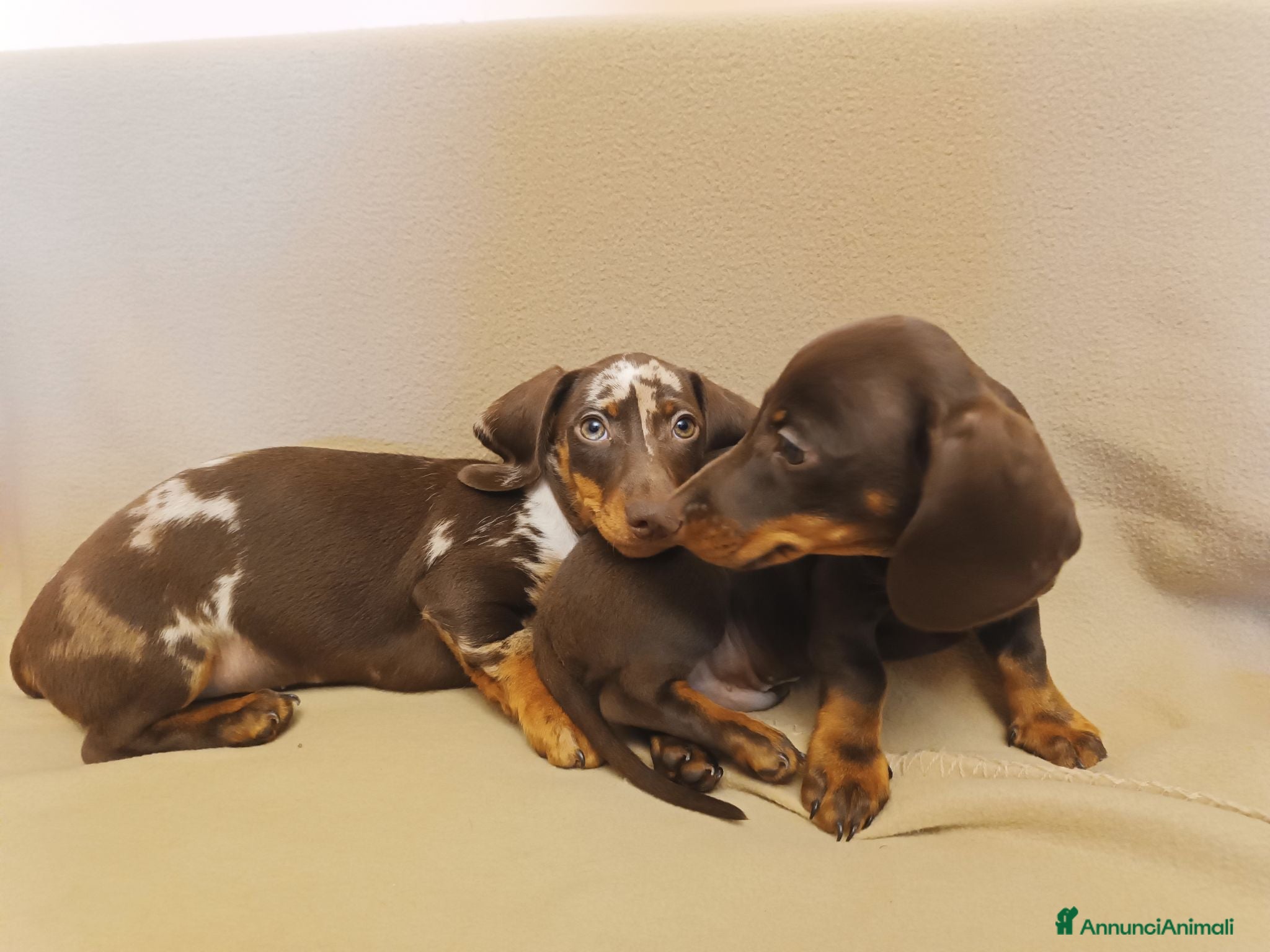 Bassotto cani Cuccioli bassotto cioccolato e Arlecchino.  - Annuncio 27