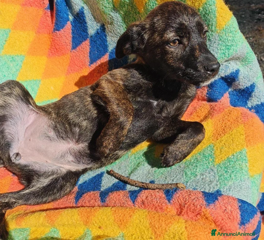 Meticcio cani in regalo: MARGOT 🩷 - cucciola super dolce cerca casa 🙏🏻 - Annuncio 2