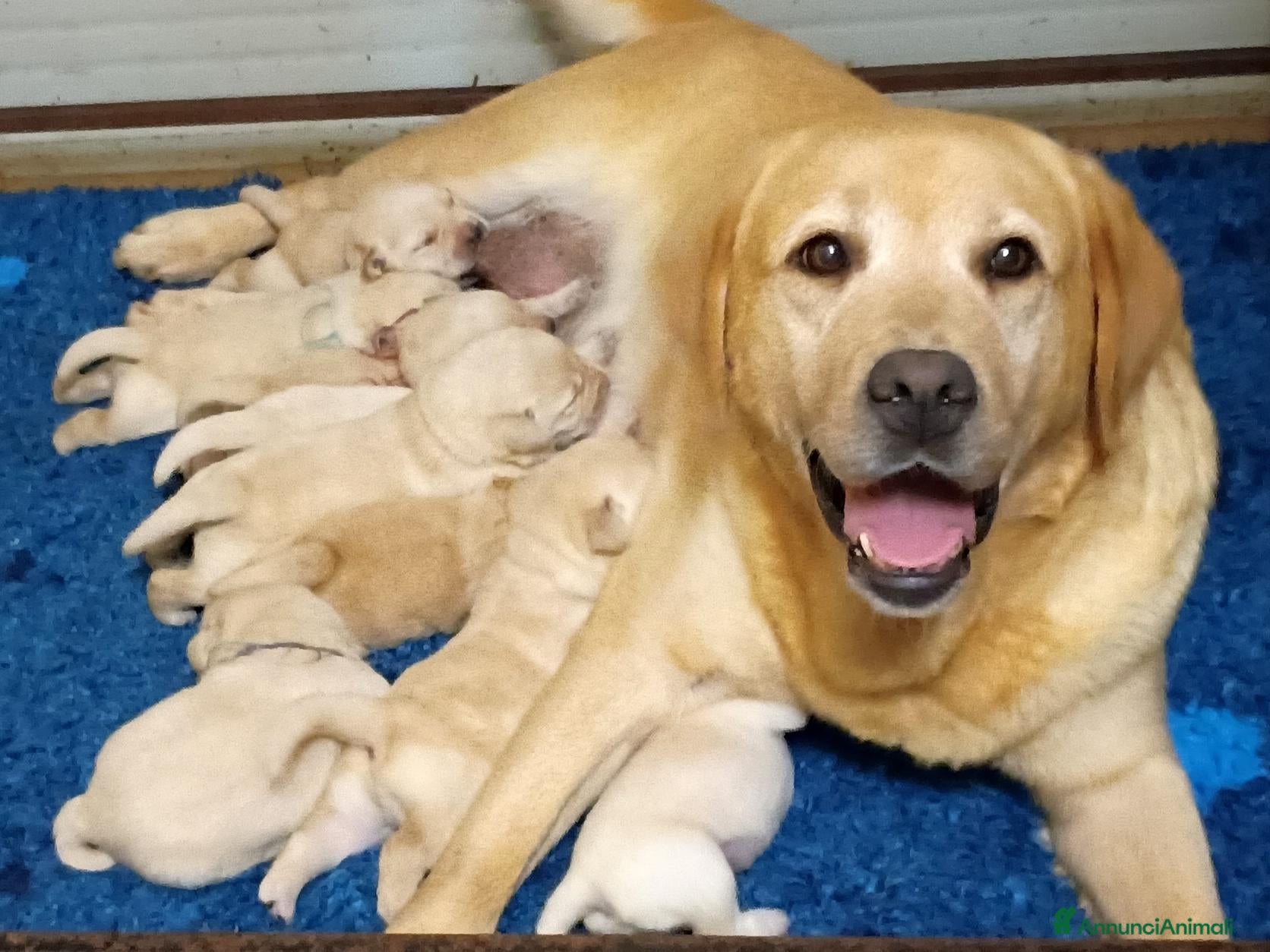 Labrador cani LABRADOR FEMMINUCCE GIALLE - Annuncio 1