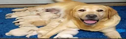 Labrador cani in vendita: LABRADOR FEMMINUCCE GIALLE a Provincia di Cuneo - Annuncio 1