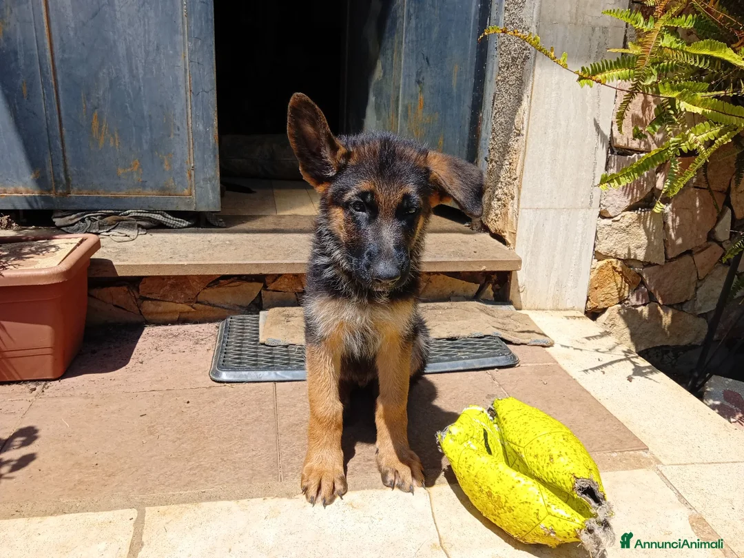 Pastore Tedesco cani in vendita: Cuccioli di cane pastore tedesco   - Annuncio 4