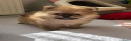 Volpino Pomerania cani in vendita: Splendidi cuccioli di Pomerania a Città metropolitana di Roma Capitale - Annuncio 17