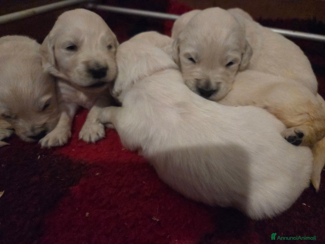 Golden Retriever cani in vendita: Cucciolata golden retriever - Annuncio 4
