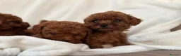 Barboncino cani in vendita: Cuccioli Barboncini red toy - Annuncio 5