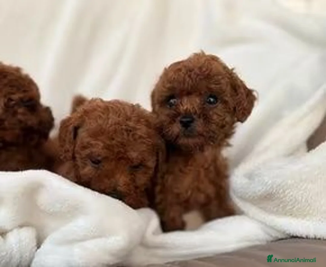 Barboncino cani in vendita: Cuccioli Barboncini red toy - Annuncio 5