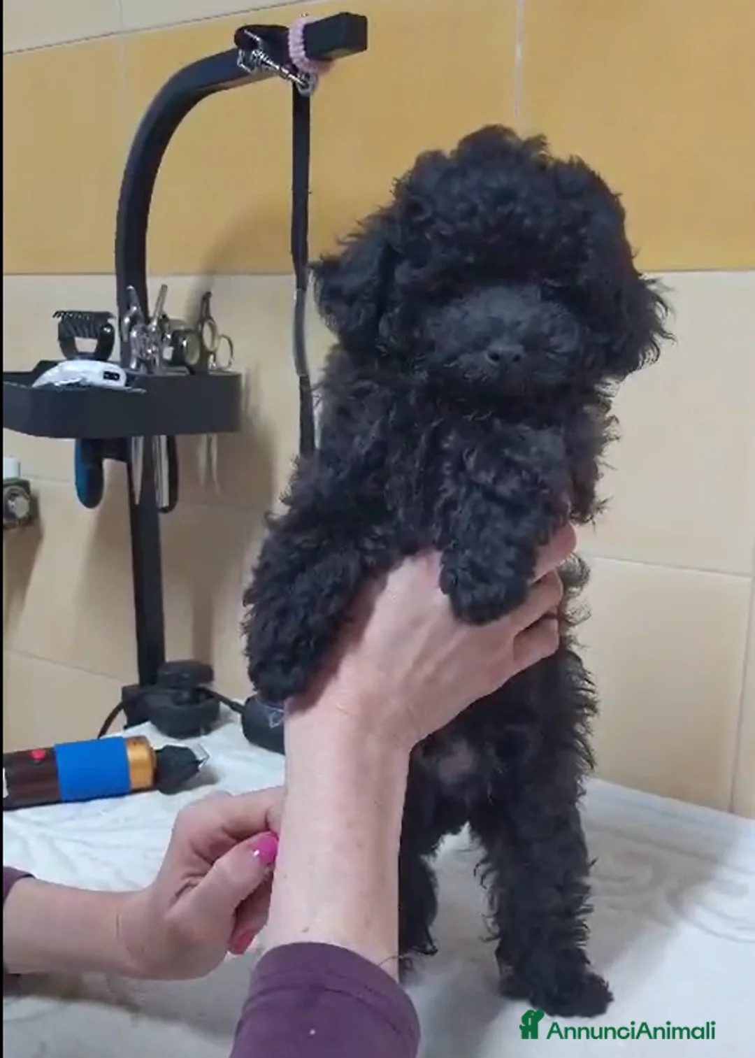 Barboncino Toy cani in vendita: Barboncini Toy Marrone e Nero - Annuncio 5