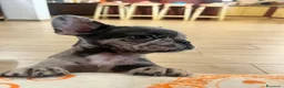 Bulldog Francese cani in vendita: Cuccioli bulldog francese - Annuncio 2
