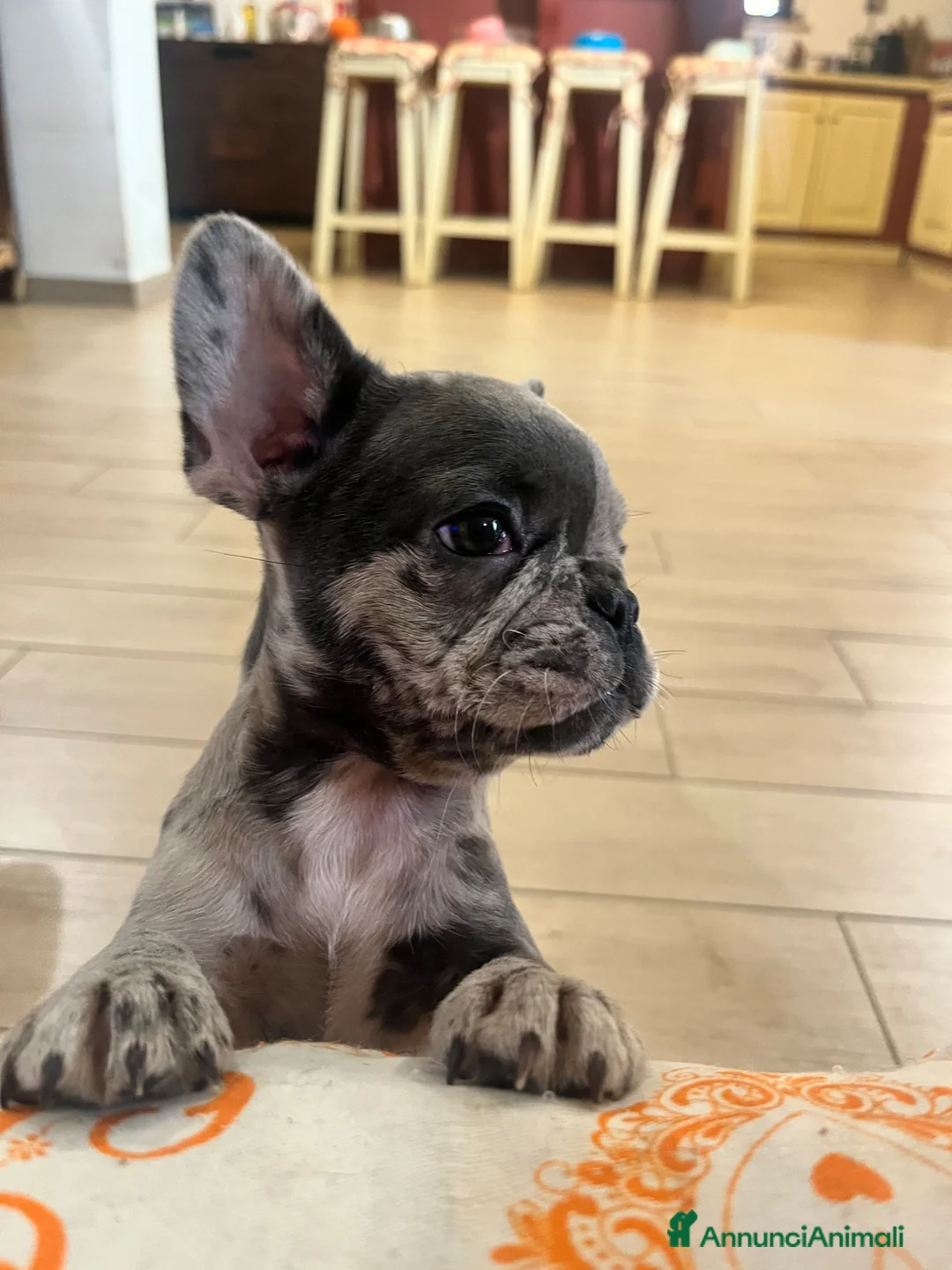 Bulldog Francese cani in vendita: Cuccioli bulldog francese - Annuncio 2