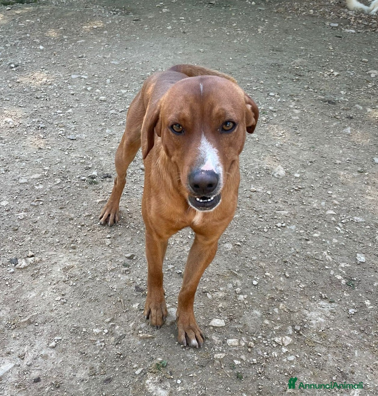 Meticcio cani MUSETTO SIMPATICO : CORFU' - Annuncio 2