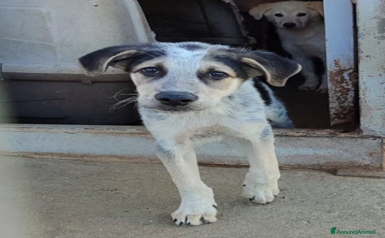 Meticcio cani a Provincia di Varese - Annuncio 11
