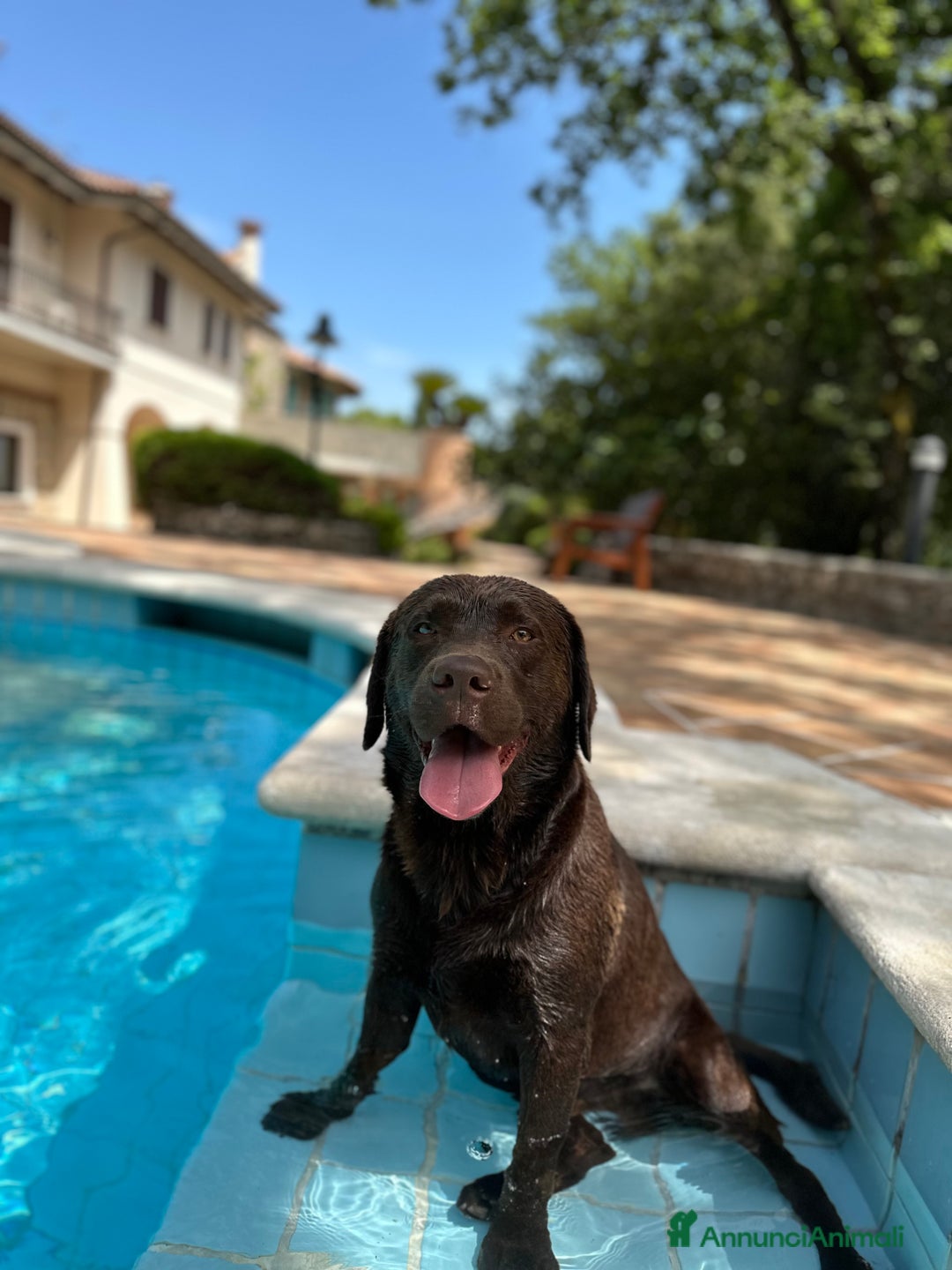 Labrador cani per accoppiamento: Kinder - Annuncio 3