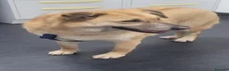 Meticcio cani in regalo: Raja, un'equilibrata meticcia di circa 5 anni - Annuncio 6