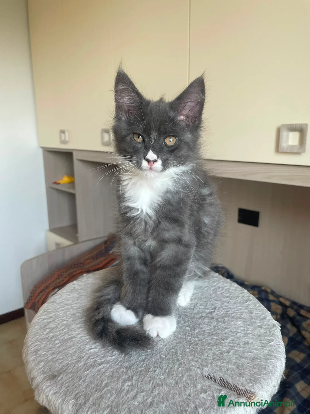 Maine Coon gatti in vendita: Maine coon pedigree maschio e femmina - Annuncio 5