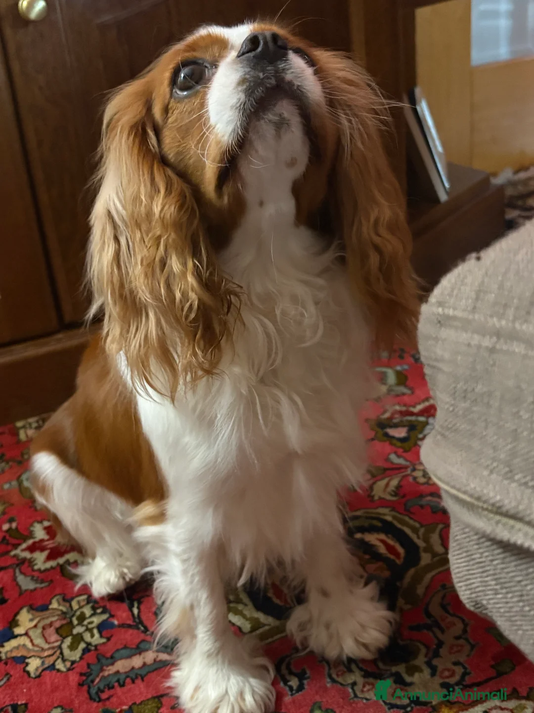 Cavalier King cani in vendita: Vendo cucciolo Blenheim - Annuncio 1