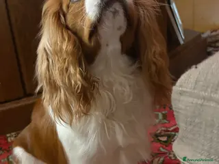 Cavalier King cani Vendo cucciolo Blenheim - Annuncio 18