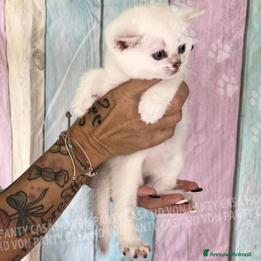 British gatti in vendita: Cuccioli British Shorthair  - Annuncio 18