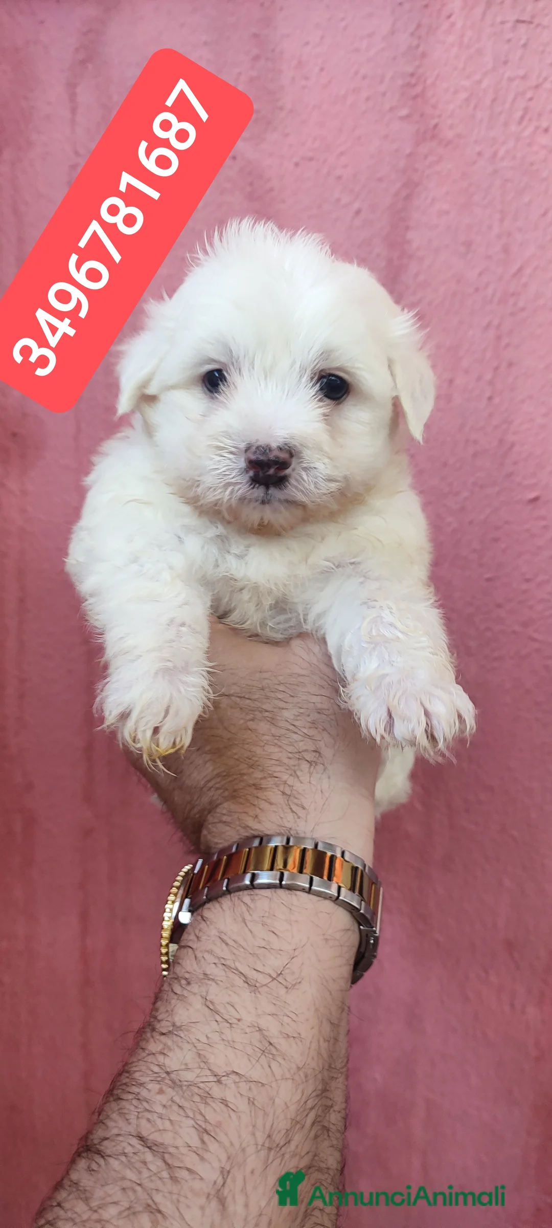 Maltese cani in vendita: MALTESE coccolino batuffoloso  - Annuncio 1