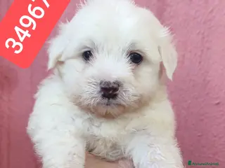 Maltese cani MALTESE coccolino batuffoloso - Annuncio 29