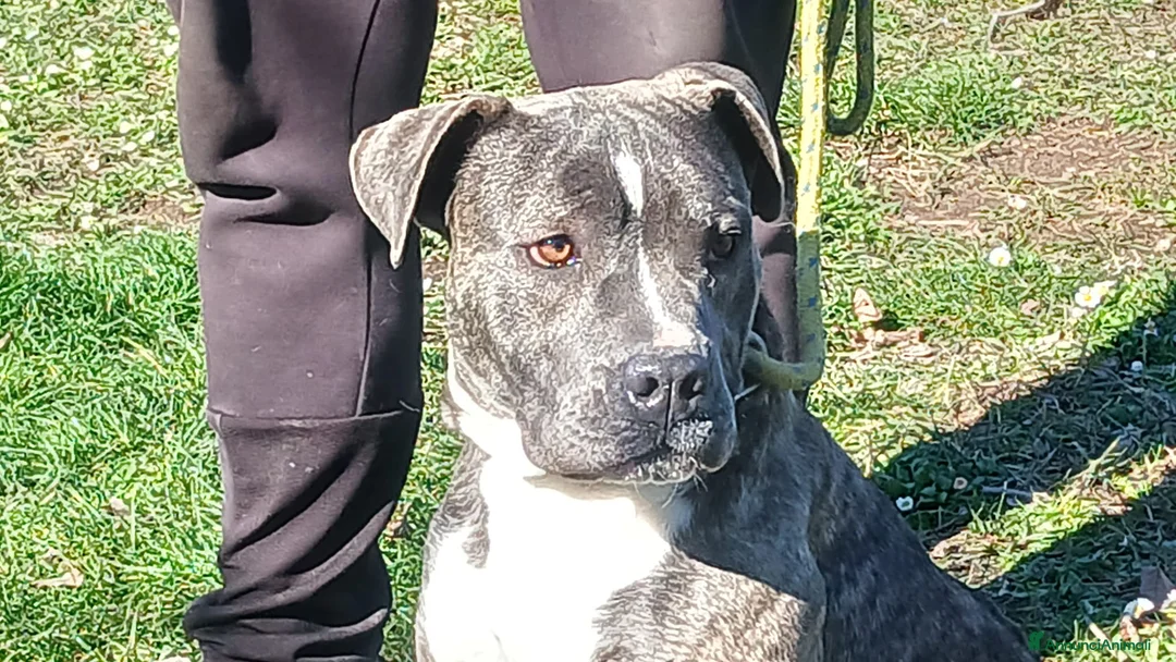 Meticcio cani in regalo: ASIA MERAVIGLIOSA CREATURA TRADITA SENZA PIETA' - Annuncio 1