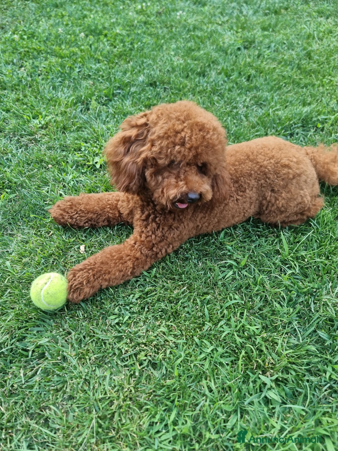 Barboncino cani per accoppiamento: Barboncino nano fulvo a Città metropolitana di Roma Capitale - Immagine 6