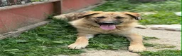 Meticcio cani in regalo: ANNIE, cucciola mix PASTORE TEDESCO! Stupenda - Annuncio 10