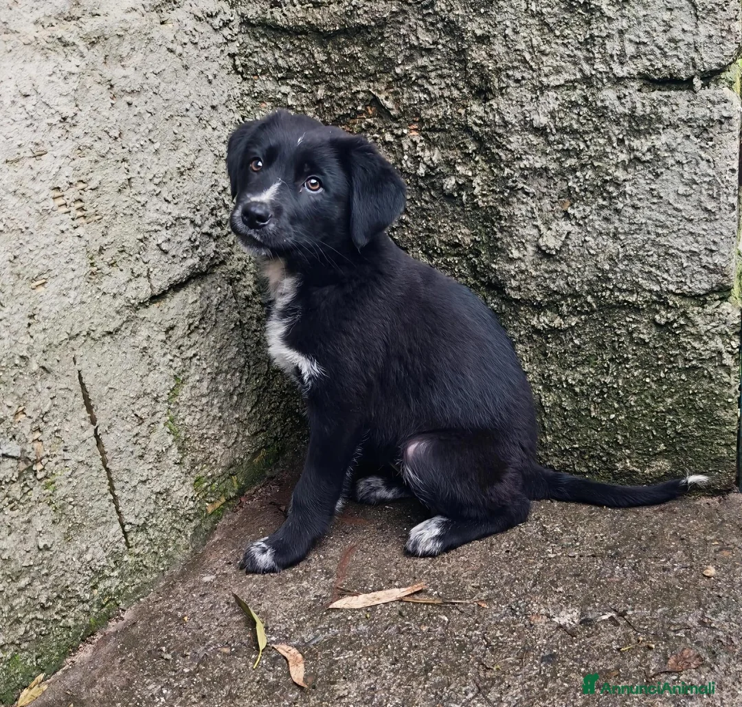 Meticcio cani in regalo: MORA 🩷 - cucciola futura taglia media cerca casa  - Annuncio 3