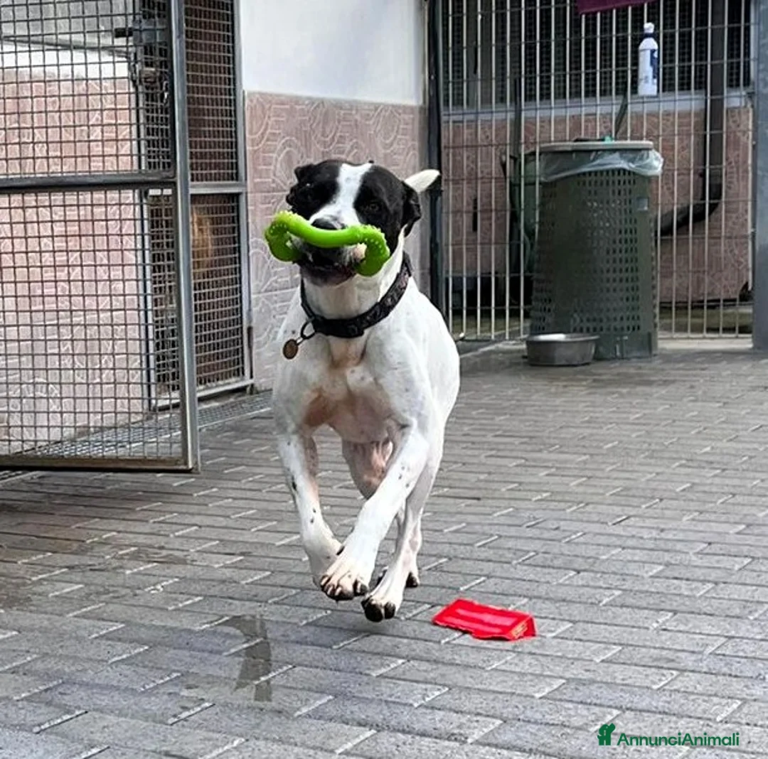 Meticcio cani in regalo: BLACK GENTILCANE - Annuncio 2