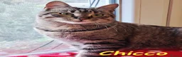 Europeo gatti in regalo: CHICCO, IL RE DELLE FUSA - Annuncio 4