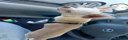 Chihuahua cani per accoppiamento: Chicco cerca cagnolina - Annuncio 3
