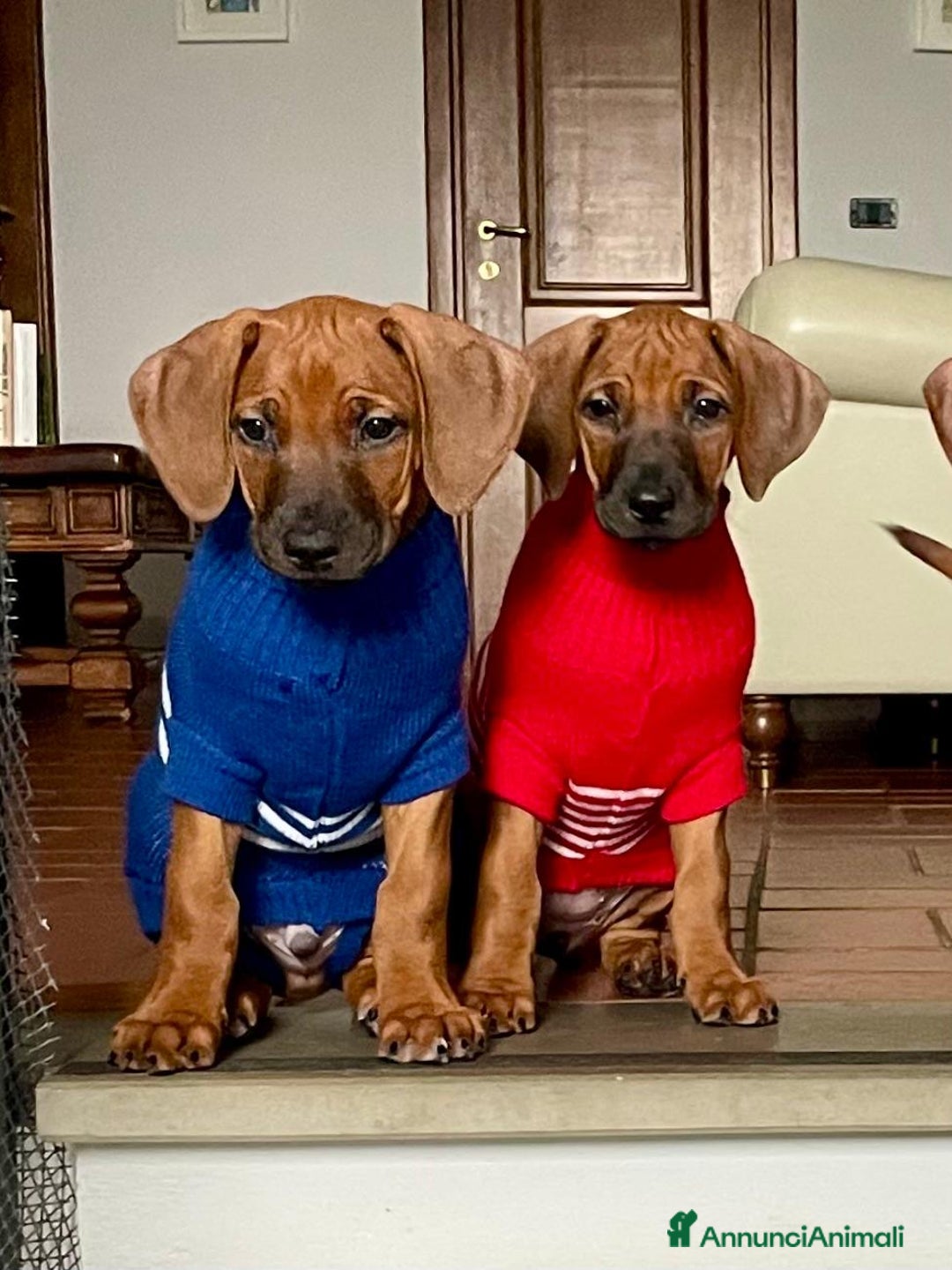 Rhodesian Ridgeback cani in vendita: Rhodesian ridgeback Alta genealogia  - Annuncio 3