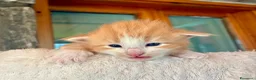 Norvegese gatti in vendita: cucciolo norvegese delle foreste - Annuncio 7