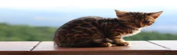 Bengala gatti in vendita: Cuccioli Bengala a Provincia di Cosenza - Annuncio 18